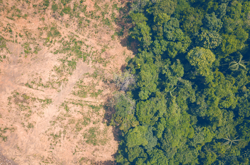 How to Comply With the EU Deforestation-free Regulation (EUDR) | OPTEL