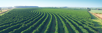 Aerial,View,Coffee,Plantation