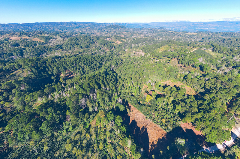 Aerial,View,Over,Forests,And,Coffee,Plantations,In,Highlands,Honduras,